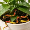 AUNMAS Rubber Snakes, 18 Pcs Lifelike Snake Toy with Detailed Scales for Garden Bird Squirrel Scare Party Prank Decoration (6pcs) view 4