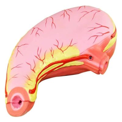 HEQIM Stomach Anatomy Model Human Organ Anatomy Model PVC Material Science Human Anatomy for Research Display