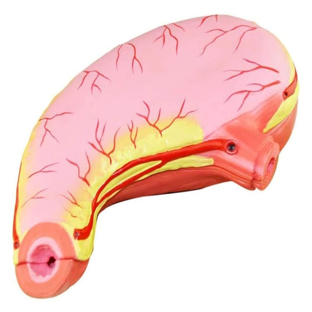HEQIM Stomach Anatomy Model Human Organ Anatomy Model PVC Material Science Human Anatomy for Research Display