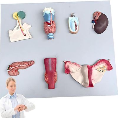 Life Size Human Endocrine Organ Model,Parathyroid Gland Ovarian Model,Endocrine System Teaching Tool,50 * 39 * 6Cm