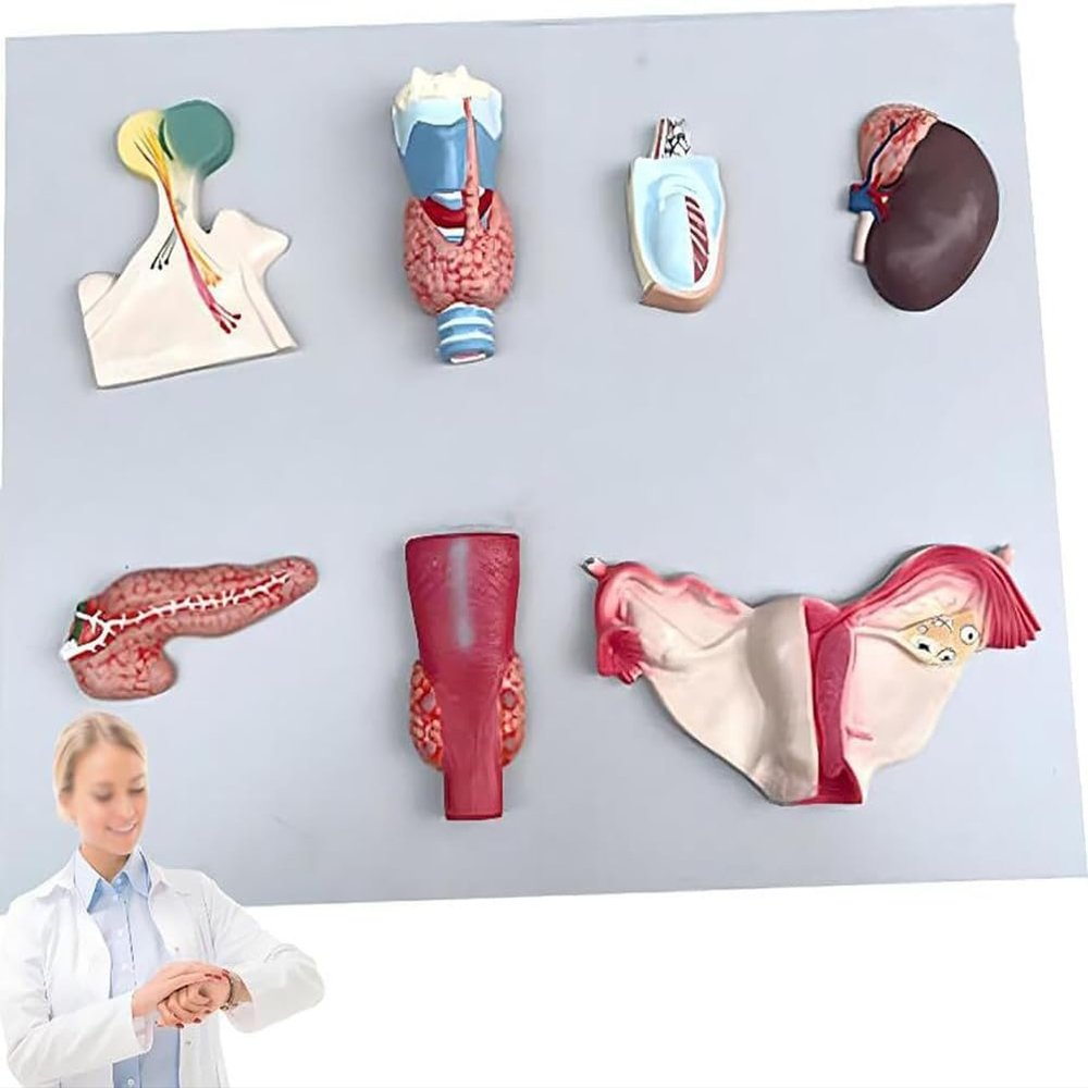 Life Size Human Endocrine Organ Model,Parathyroid Gland Ovarian Model,Endocrine System Teaching Tool,50 * 39 * 6Cm