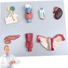 Life Size Human Endocrine Organ Model,Parathyroid Gland Ovarian Model,Endocrine System Teaching Tool,50 * 39 * 6Cm view 1