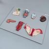 Life Size Human Endocrine Organ Model,Parathyroid Gland Ovarian Model,Endocrine System Teaching Tool,50 * 39 * 6Cm view 2