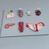 Life Size Human Endocrine Organ Model,Parathyroid Gland Ovarian Model,Endocrine System Teaching Tool,50 * 39 * 6Cm view 3