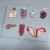 Life Size Human Endocrine Organ Model,Parathyroid Gland Ovarian Model,Endocrine System Teaching Tool,50 * 39 * 6Cm view 4