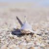 Safari Ltd Blacktip Reef Shark Figurine - Lifelike 5.75" Model Figure - Educational Toy for Boys, Girls, and Kids Ages 3+ view 2