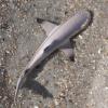 Safari Ltd Blacktip Reef Shark Figurine - Lifelike 5.75" Model Figure - Educational Toy for Boys, Girls, and Kids Ages 3+ view 4