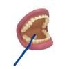 Get Ready Kids Large Mouth Dental Puppet  8" Oral Hygiene Teaching Aid with Toothbrush & Guide  Teeth Brushing Demonstration Model for Kids view 1