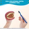 Get Ready Kids Large Mouth Dental Puppet  8" Oral Hygiene Teaching Aid with Toothbrush & Guide  Teeth Brushing Demonstration Model for Kids view 2