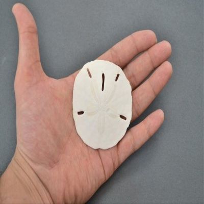 1 Pcs Sand Dollars Sea Shell Craft Wedding 2 1/2"