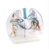 2 Times Larger Human Anatomical Bronchial Tree with Larynx and Transparent Lung Segment Demonstration Model view 1