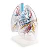 2 Times Larger Human Anatomical Bronchial Tree with Larynx and Transparent Lung Segment Demonstration Model view 2