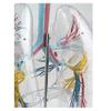 2 Times Larger Human Anatomical Bronchial Tree with Larynx and Transparent Lung Segment Demonstration Model view 3