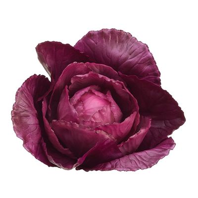 4" Baby Cabbage Purple (pack of 12)