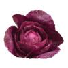 4" Baby Cabbage Purple (pack of 12) view 1