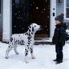 Jet Creations 39" L Inflatable Dalmatian Dog Black White Animal Puppy Pet Figure for Decor Play Thanksgiving Christmas WinterParty Birthday VBS Photo Prop, Gift for Boys Girls Kids, 1pc view 4