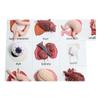 Curious Minds Busy Bags Montessori Human Organ Match - Miniature Body Parts with Cards to Match - Early Childhood Biology Learning Toy view 1