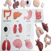 Curious Minds Busy Bags Montessori Human Organ Match - Miniature Body Parts with Cards to Match - Early Childhood Biology Learning Toy view 2