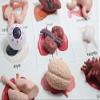 Curious Minds Busy Bags Montessori Human Organ Match - Miniature Body Parts with Cards to Match - Early Childhood Biology Learning Toy view 3