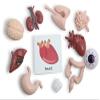 Curious Minds Busy Bags Montessori Human Organ Match - Miniature Body Parts with Cards to Match - Early Childhood Biology Learning Toy view 4