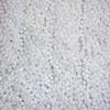 72 White Pearl Mardi Gras Gra Beads Necklaces Party Favors 6 Dozen Lot view 1