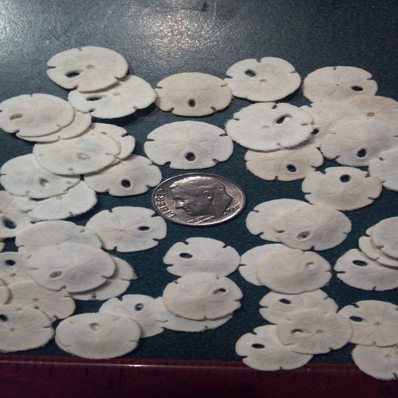 100 Pcs White Arrowhead Sand Dollars Sea Shell Craft 1/2" - 3/4"
