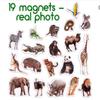 19 Fridge Magnets for Toddlers - Zoo Animal Magnets for Refrigerator - Real Zoo Animal Magnets for Children - Big Realistic Magnets for Kids - Learning Toy Set - Baby Educational Gift view 3