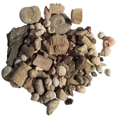 DINOSAURS ROCK Bulk Genuine Fossil Mix - 1/2 Pound - 20+ specimens