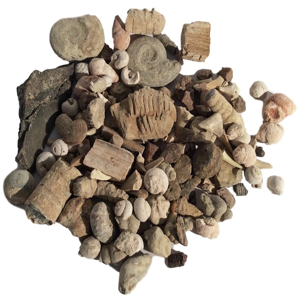 DINOSAURS ROCK Bulk Genuine Fossil Mix - 1/2 Pound - 20+ specimens