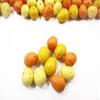 100 Potato Vegetable Dollhouse Miniature Food Wholesale Supply 4092 view 2