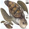 Sea Turtle Wall Decal ~Ocean Undersea Animal Tortoise Wall Sticker for Kids Room Decor, Boys Girls Toddler Baby Nursery Bedroom, Playroom, Bathroom, Vinyl Art Gift view 4