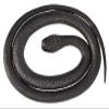 Wild Republic Black Mamba, Rubber Snake Toy, Gifts for Kids, Educational Toys, 39 Inches view 1