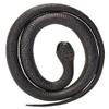 Wild Republic Black Mamba, Rubber Snake Toy, Gifts for Kids, Educational Toys, 39 Inches view 2