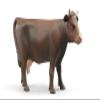 Bruder 02308 Brown Dairy Cow | 1:16 Scale Farm Animal Figure for Indoor & Outdoor Play. Durable Toy for Sand, Snow & Farm Sets view 2