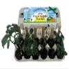 Backyard Safari Company Sunny-Side Up Gardens, Little Fresh Veggie Garden view 3