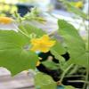 Backyard Safari Company Sunny-Side Up Gardens, Little Fresh Veggie Garden view 4