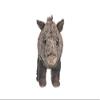 Wild Republic Javelina Plush, Stuffed Animal, Plush Toy, Gifts for Kids, Cuddlekins 12 Inches view 2